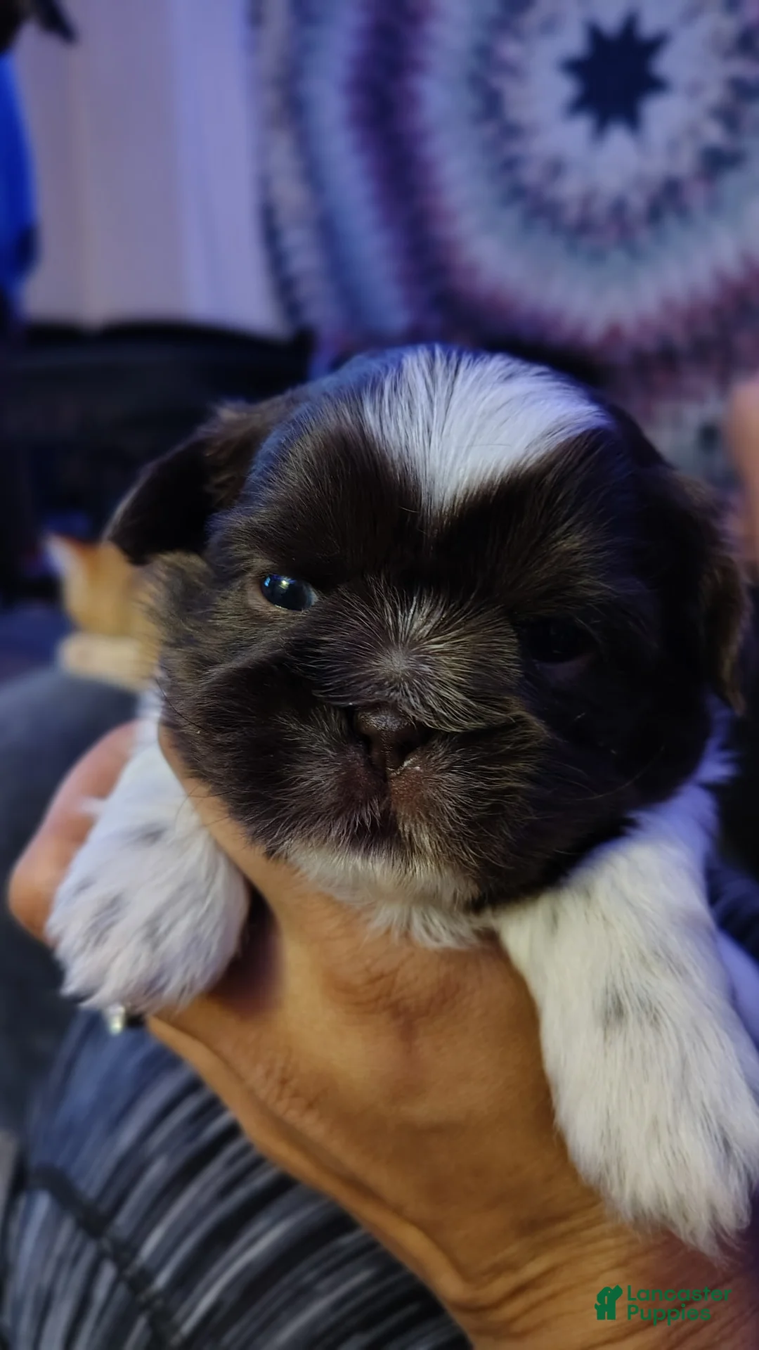 Shih Tzu dogs for sale: Shih Tzu Puppy 3 - Ad 1