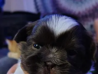 Shih Tzu dogs for sale: Shih Tzu Puppy 3 - Ad 1
