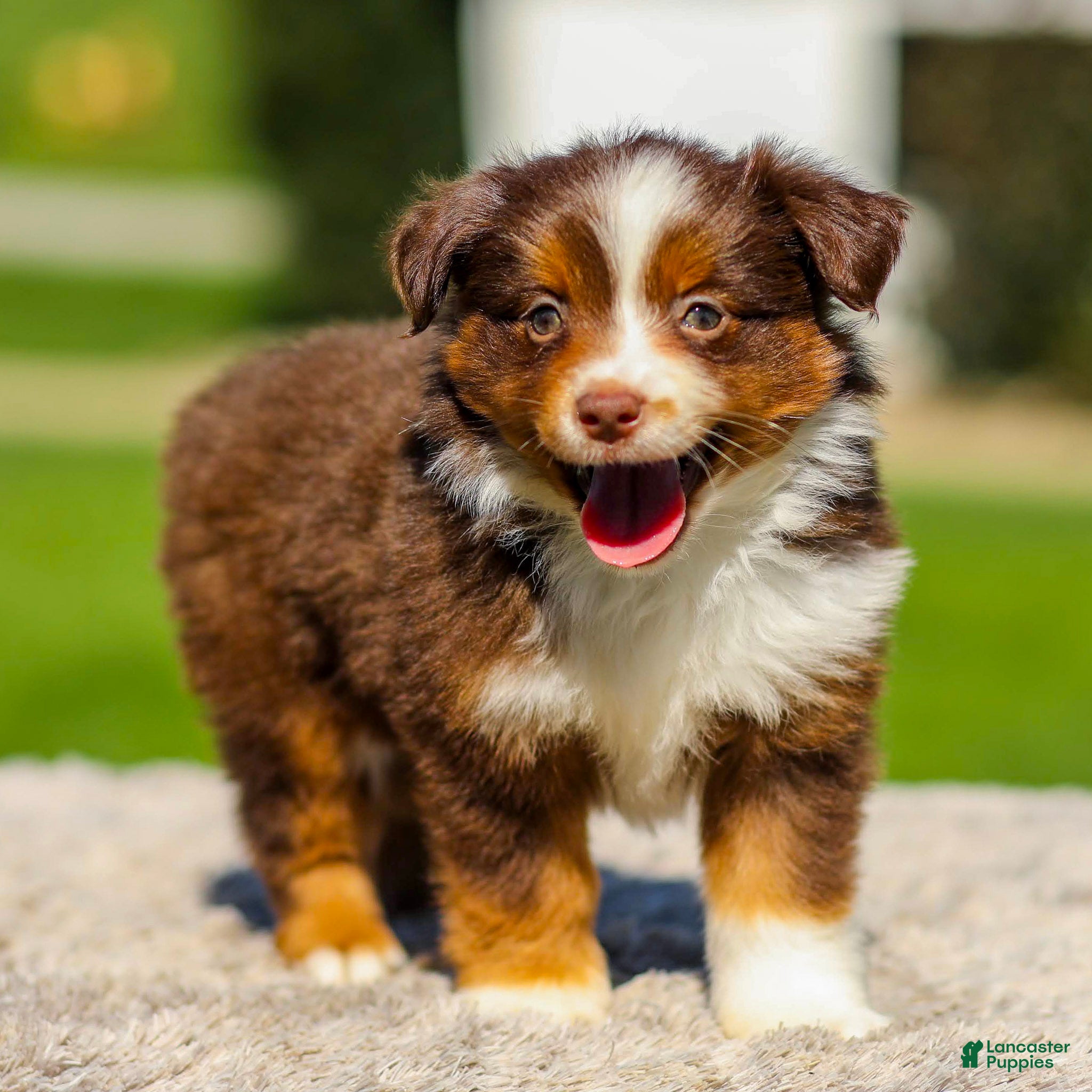 Miniature Australian Shepherd dogs Iris - Ad 1