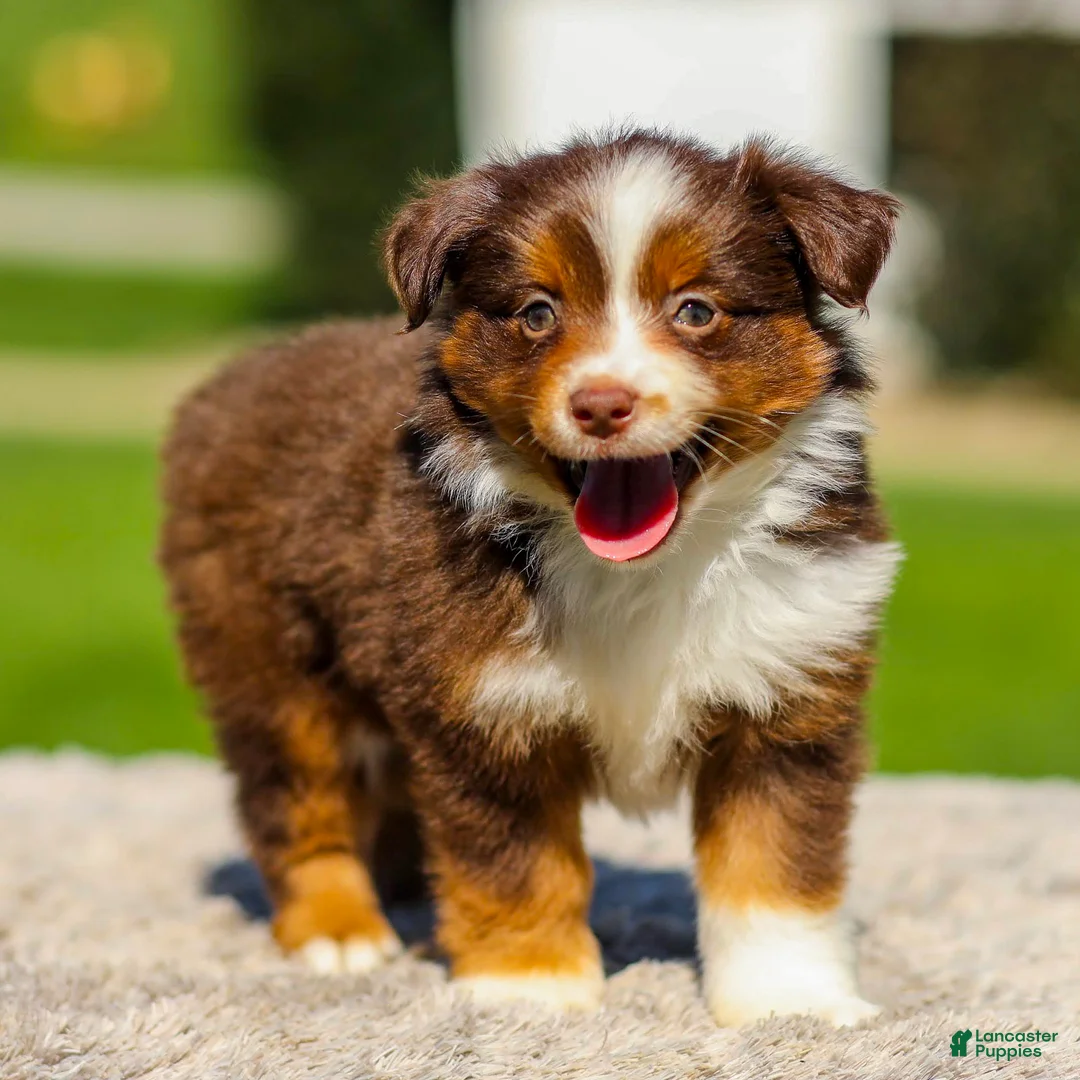 Miniature Australian Shepherd dogs for sale: Iris - Ad 1