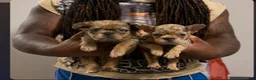 French Bulldog dogs for sale: Max - Ad 6
