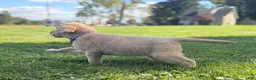 Labrador Retriever dogs for sale: Labrador Retriever 1 - Ad 6