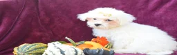 Maltese dogs for sale: Max - Ad 6