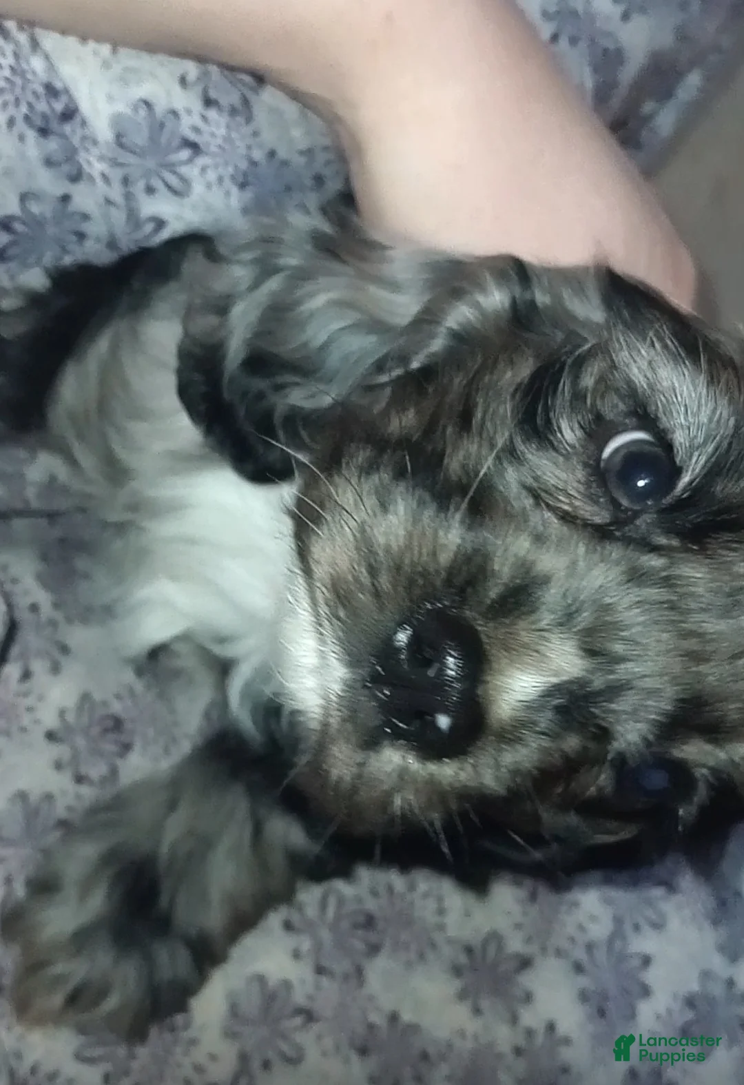 Cocker Spaniel dogs for sale: Sunny - Ad 3