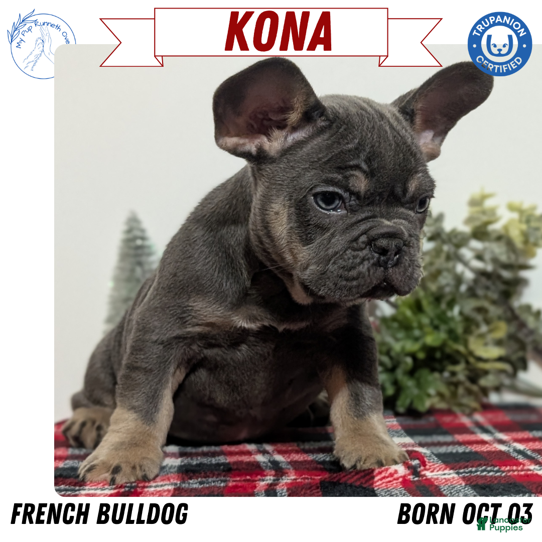French Bulldog dogs Kona - Ad 11