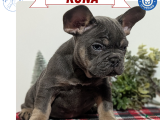 French Bulldog dogs Kona - Ad 35