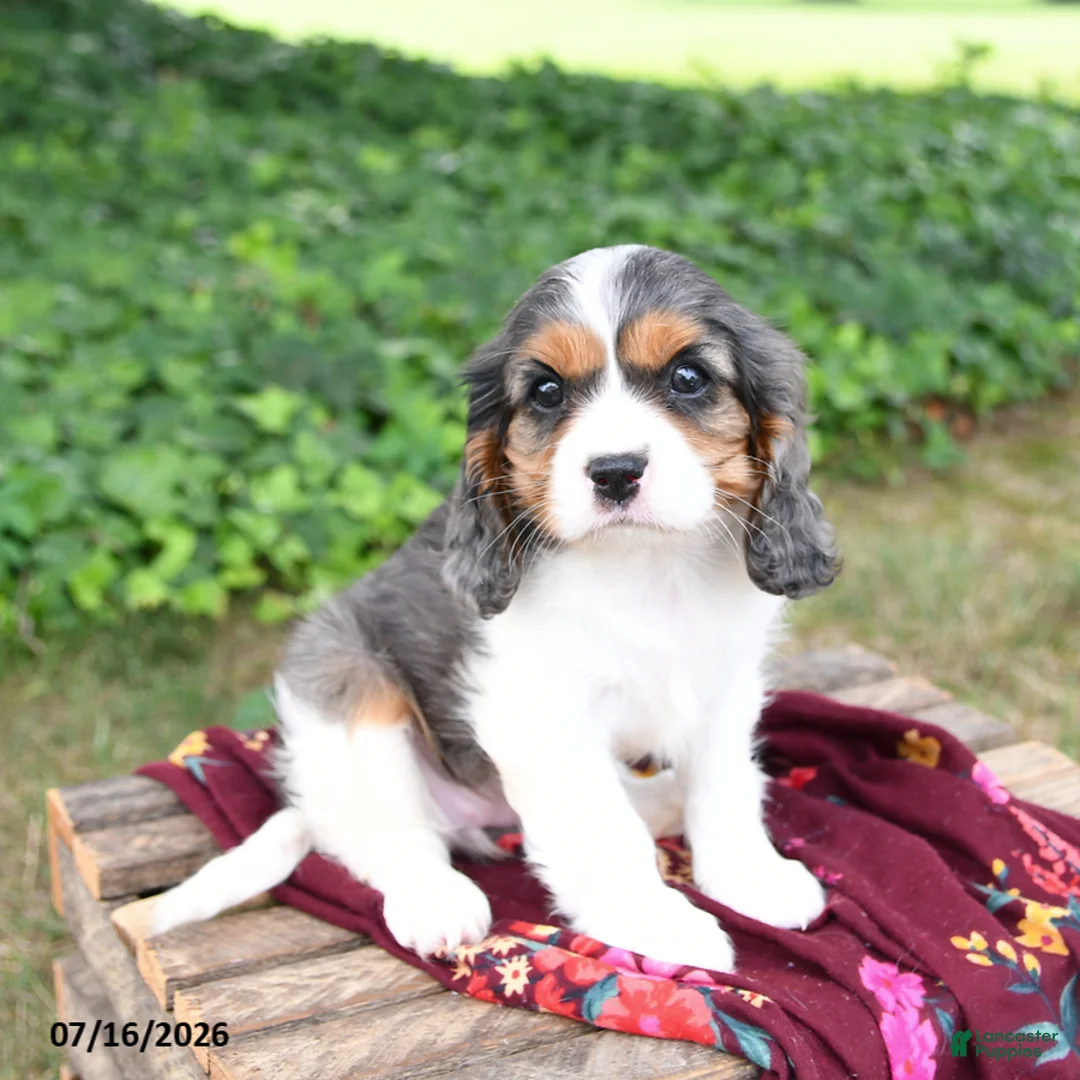 Cavalier King Charles Spaniel dogs for sale: Gracie - Ad 2