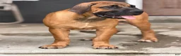 South African Boerboels dogs for sale: LGK ASHUR - Ad 12