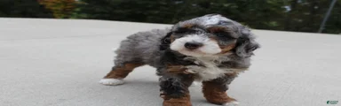 Skipper 