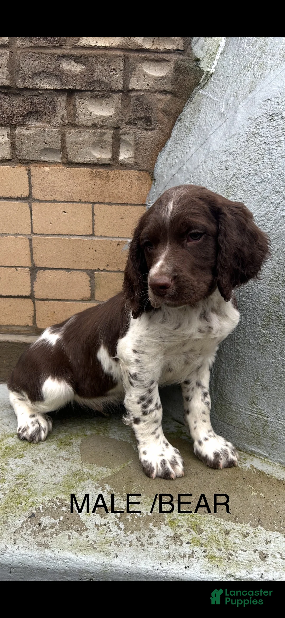 English Springer Spaniel dogs for sale: English Springer Spaniel Puppy 6 - Ad 2