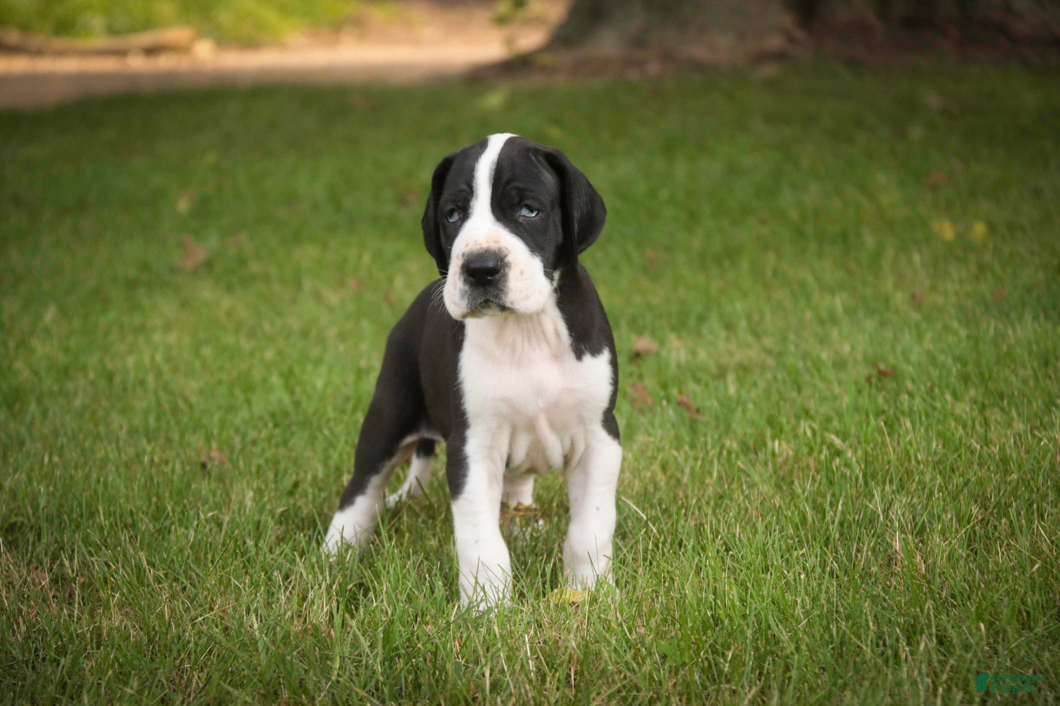 Great Dane dogs Clark Great Dane  - Ad 2