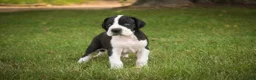 Great Dane dogs for sale: Clark Great Dane  - Ad 2