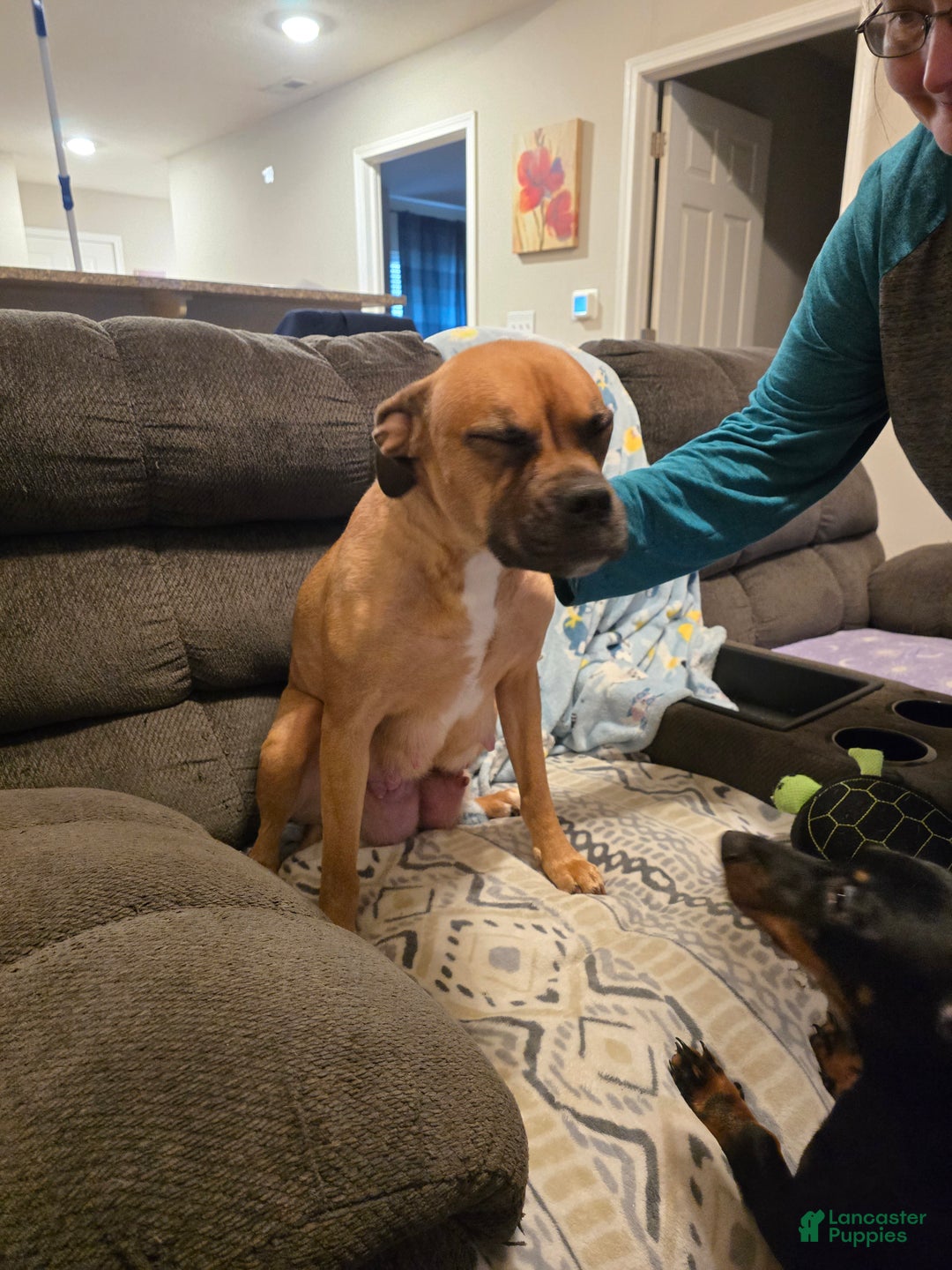 Mixed Breed dogs for sale: Mixed Breed Puppy 3 - Ad 3