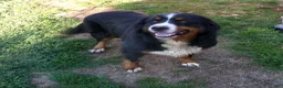 Bernese Mountain Dog dogs for sale: Tulip - Ad 11