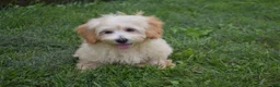 Maltipoo dogs for sale: Pete - Ad 5