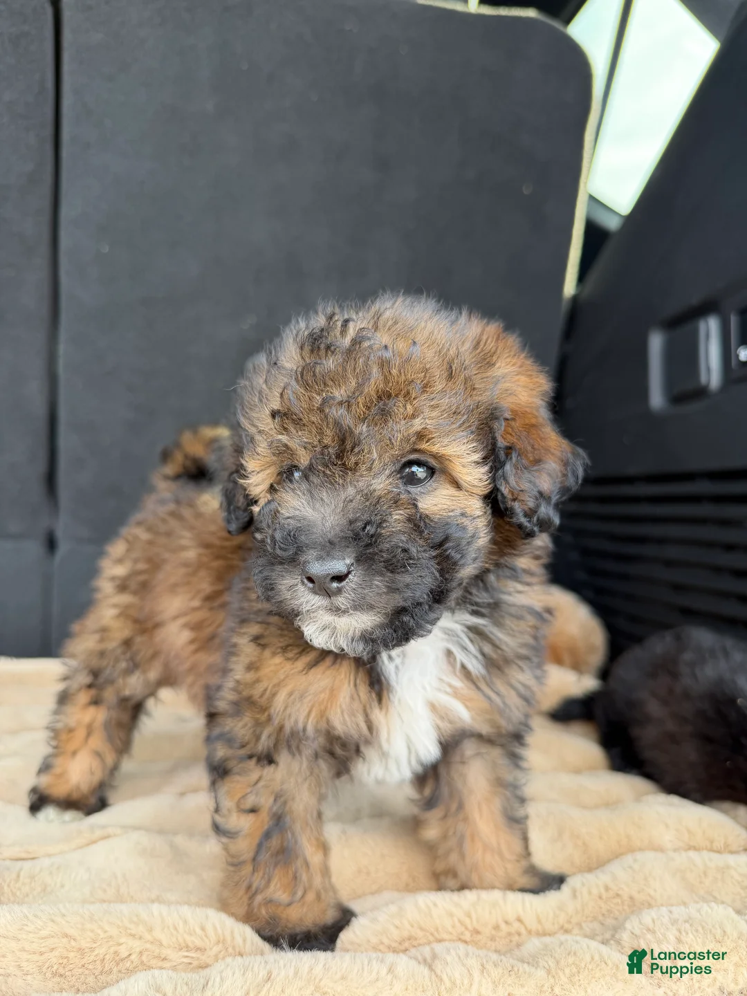 Toy Poodle dogs for sale: Toy Poodle 2 - Ad 2