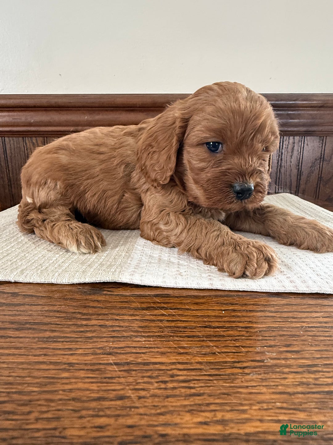 Cavapoo dogs for sale: Cavapoo Puppy 3 - Ad 3