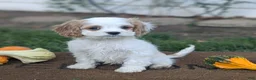 Cavapoo dogs for sale: Mr Colby - Ad 17