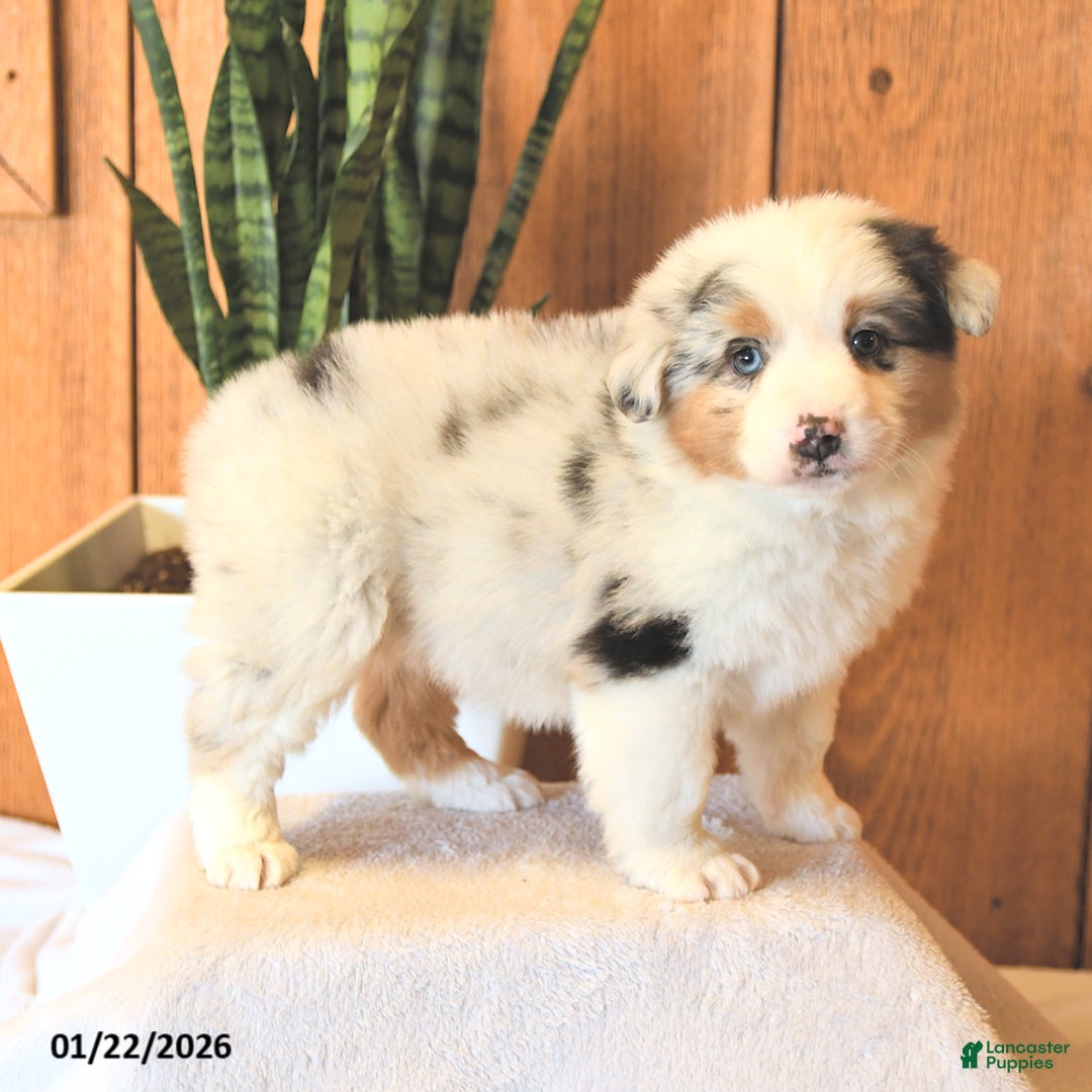 Miniature Australian Shepherd dogs for sale: Landon - Ad 2