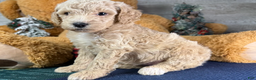 Miniature Poodle dogs for sale: Ella - Ad 3