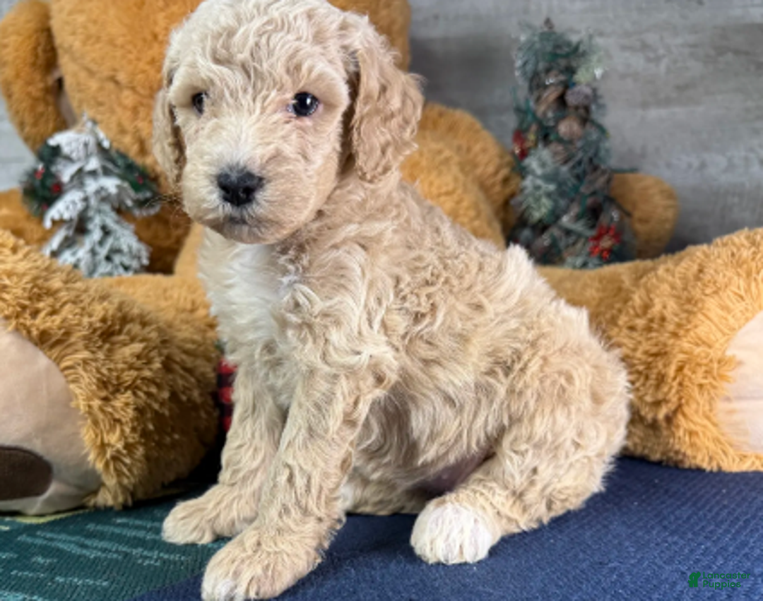 Miniature Poodle dogs for sale: Ella - Ad 3