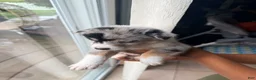 Mixed Breed dogs for sale: Blizzard - Ad 3