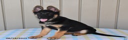 German Shepherd dogs for sale: Kelsey - Ad 20