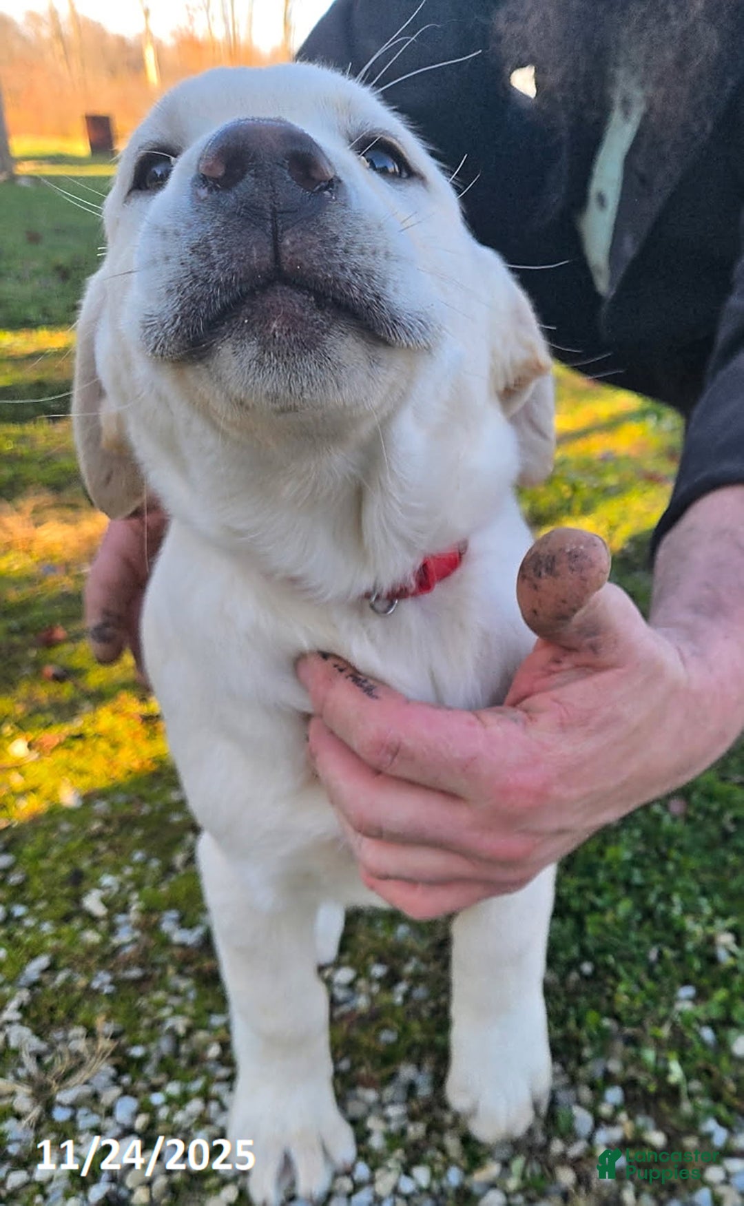 Labrador Retriever dogs for sale: Charlie - Ad 2