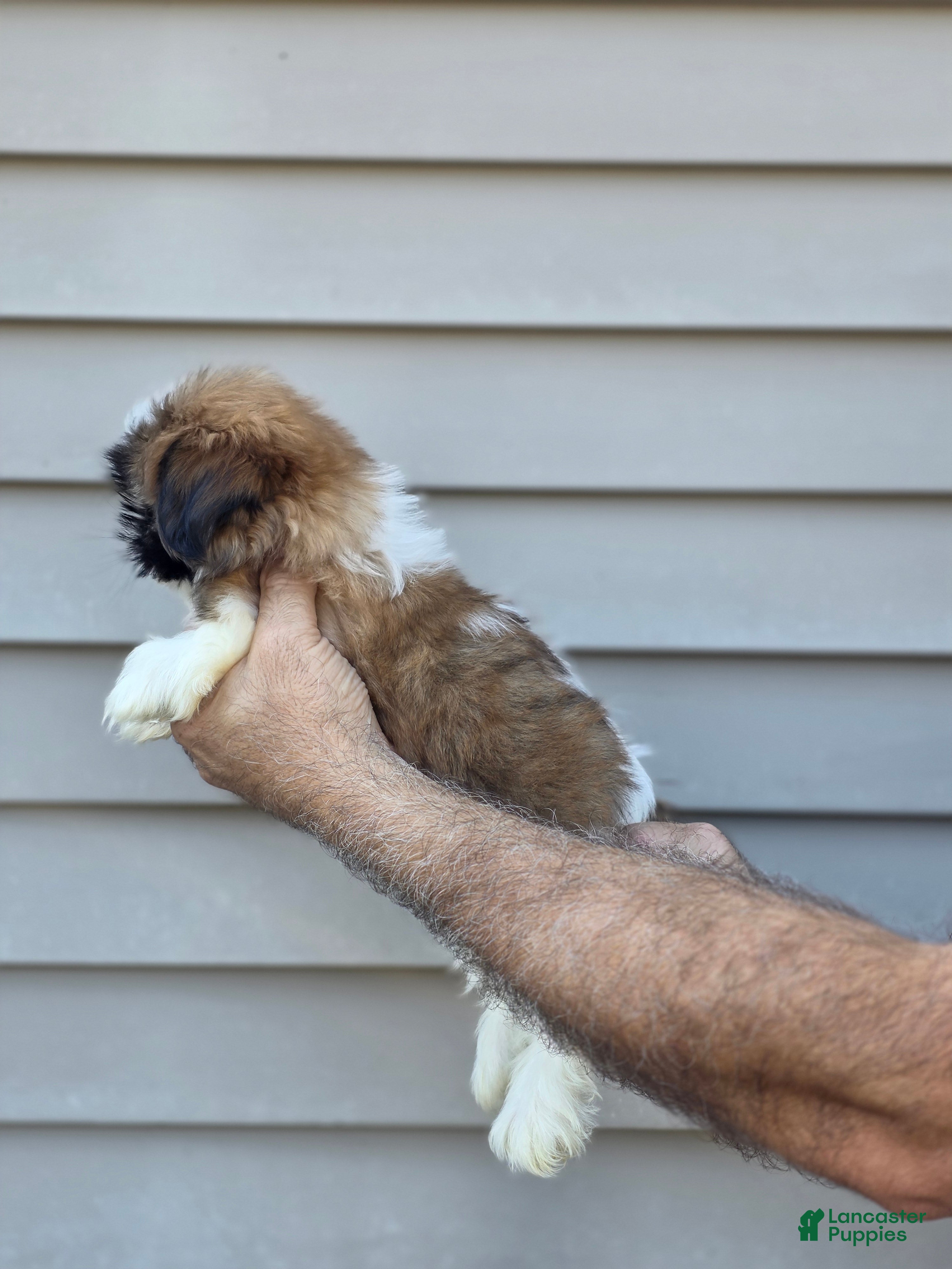 Shih Tzu dogs Jerry  - Ad 2