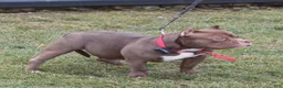 American Bully dogs for sale: Rocky - Ad 4