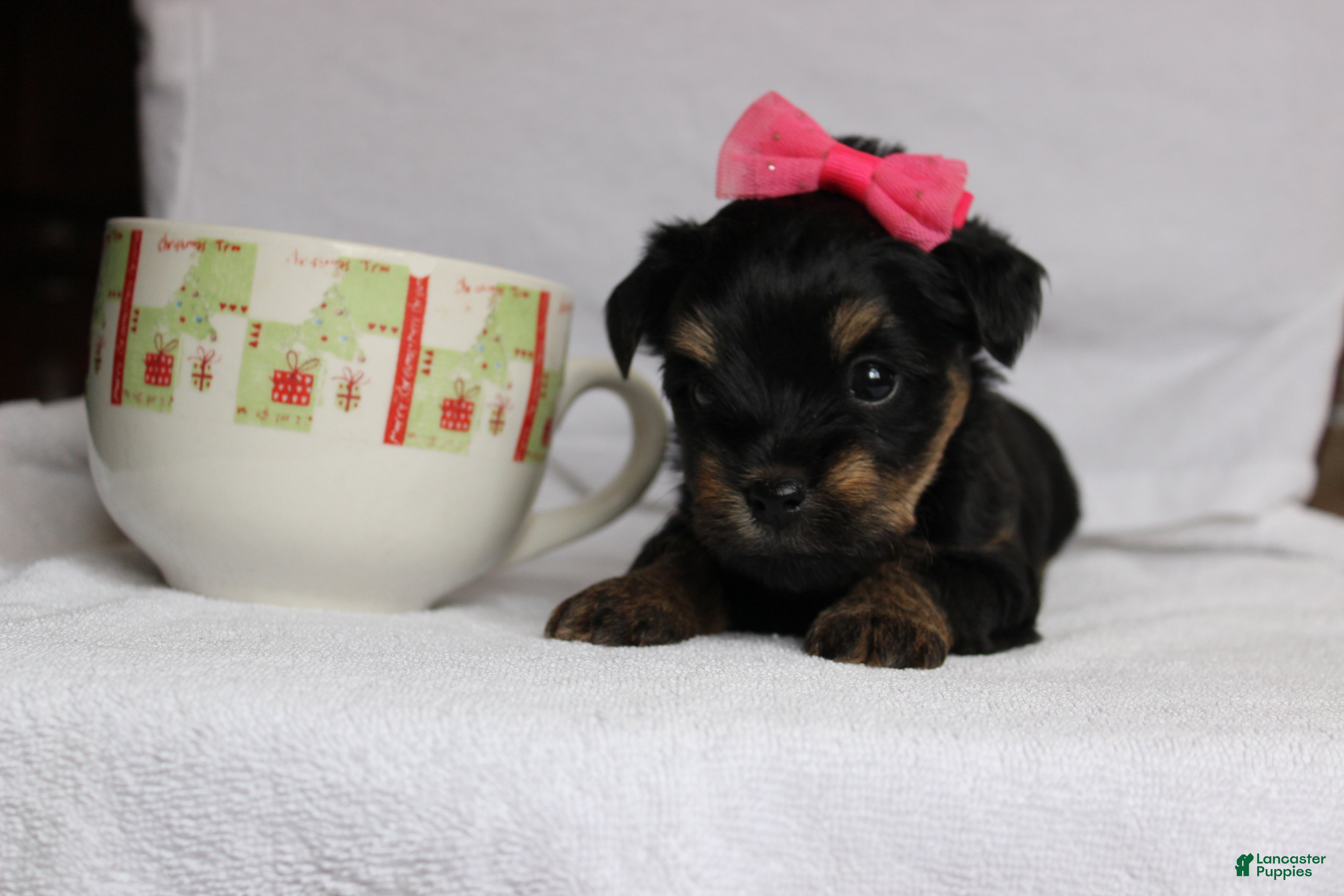 Yorkshire Terrier dogs Yorkshire Terrier Puppy 2 - Ad 41