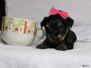 Yorkshire Terrier dogs Yorkshire Terrier Puppy 2 - Ad 28