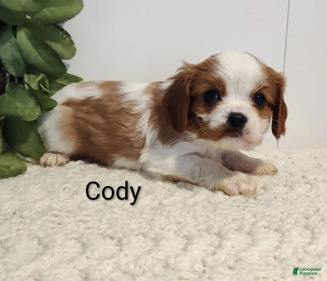 Cavalier King Charles Spaniel dogs for sale: Cody - Ad 4