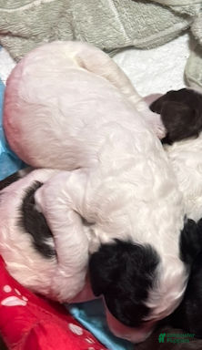 Standard Poodle dogs PARTI STANDARD POODLE - MICKY - Ad 25