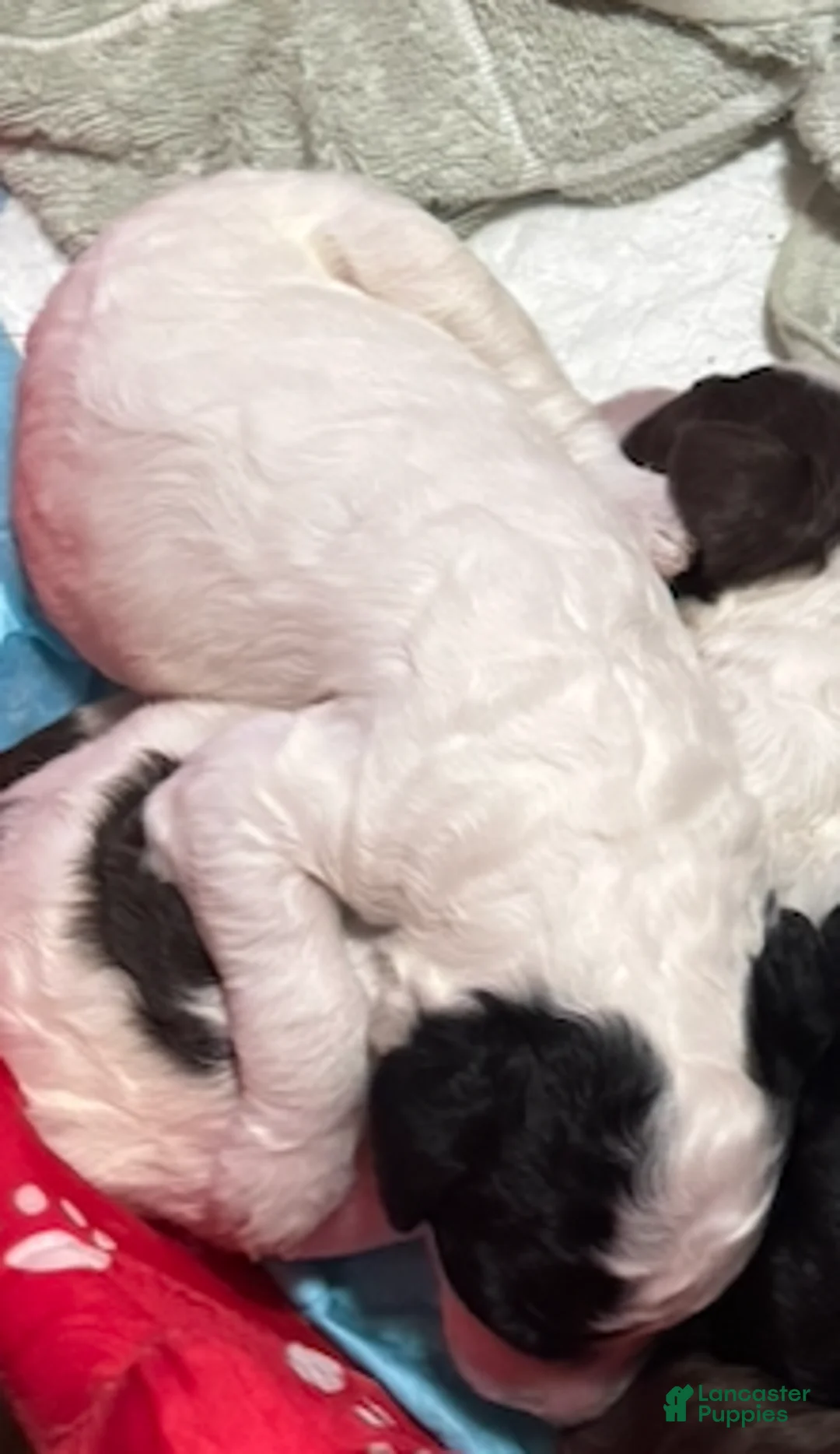 Standard Poodle dogs for sale: PARTI STANDARD POODLE - MICKY - Ad 1