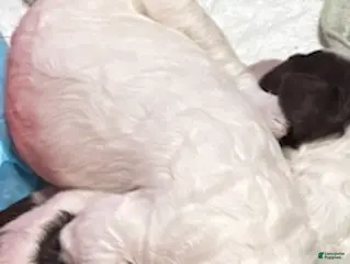 Standard Poodle dogs PARTI STANDARD POODLE - MICKY - Ad 25