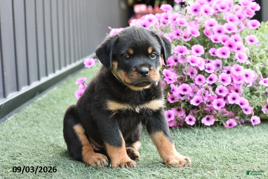 Rottweiler dogs Zola - Ad 2