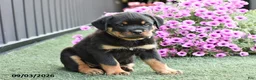Rottweiler dogs for sale: Zola - Ad 2