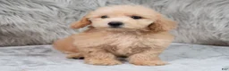 Mini Goldendoodle dogs for sale: Max ID: 3856 - Ad 11