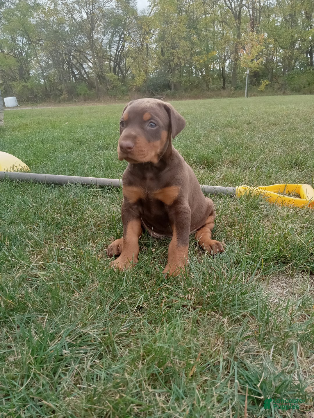 Doberman Pinscher dogs for sale: Doberman Pinscher Puppy 1 - Ad 1