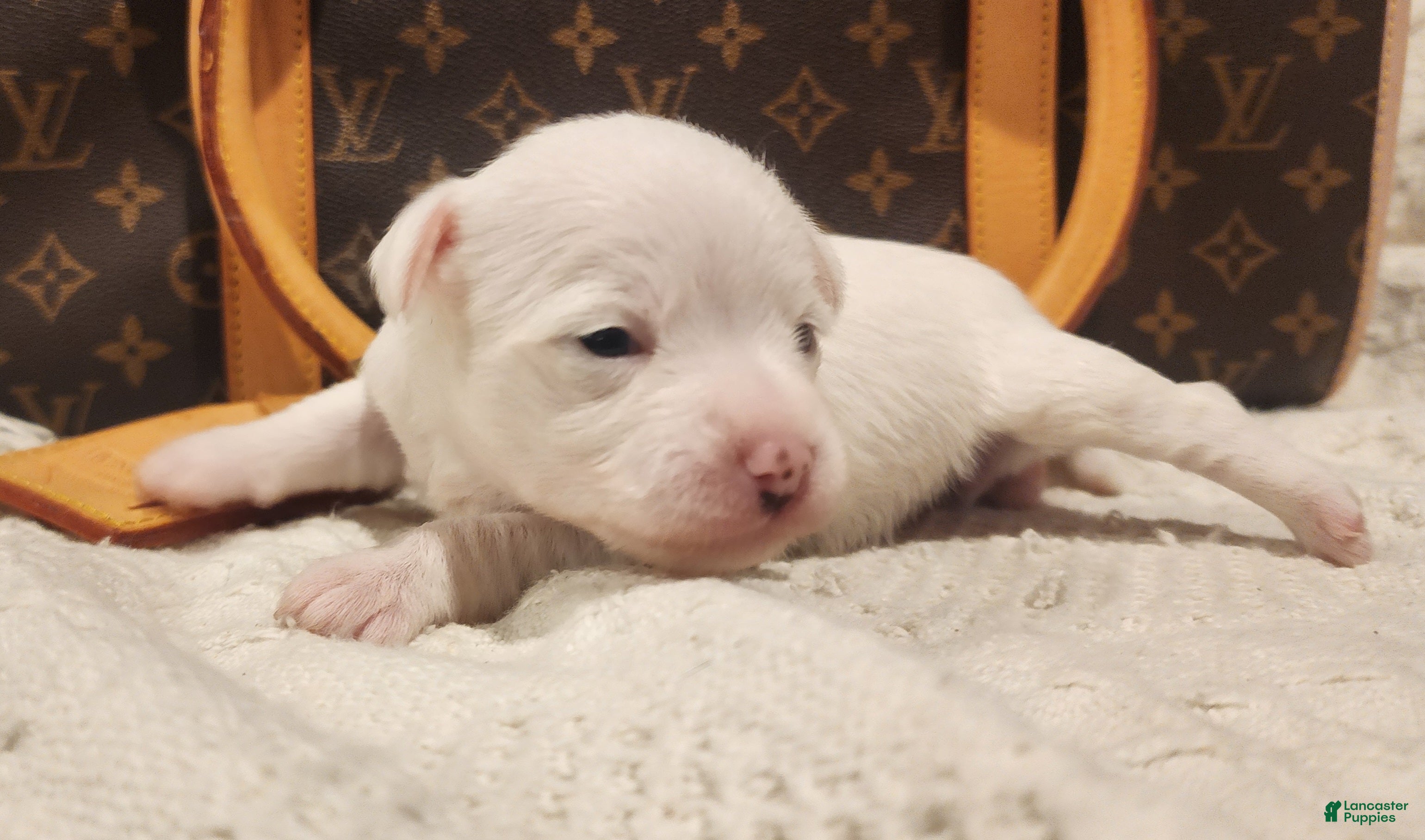 Mixed Breed dogs Ice  - Ad 27