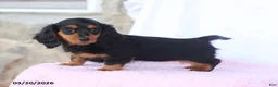Miniature Dachshund dogs for sale: Ashley - Ad 5