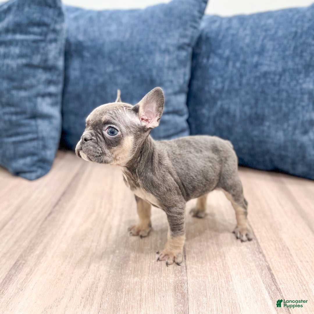 Mixed Breed dogs for sale: Polly - Ad 3