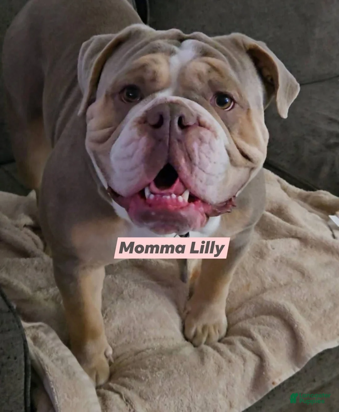 Olde English Bulldogge dogs for sale: Olde English Bulldogge Puppy 2 - Ad 2