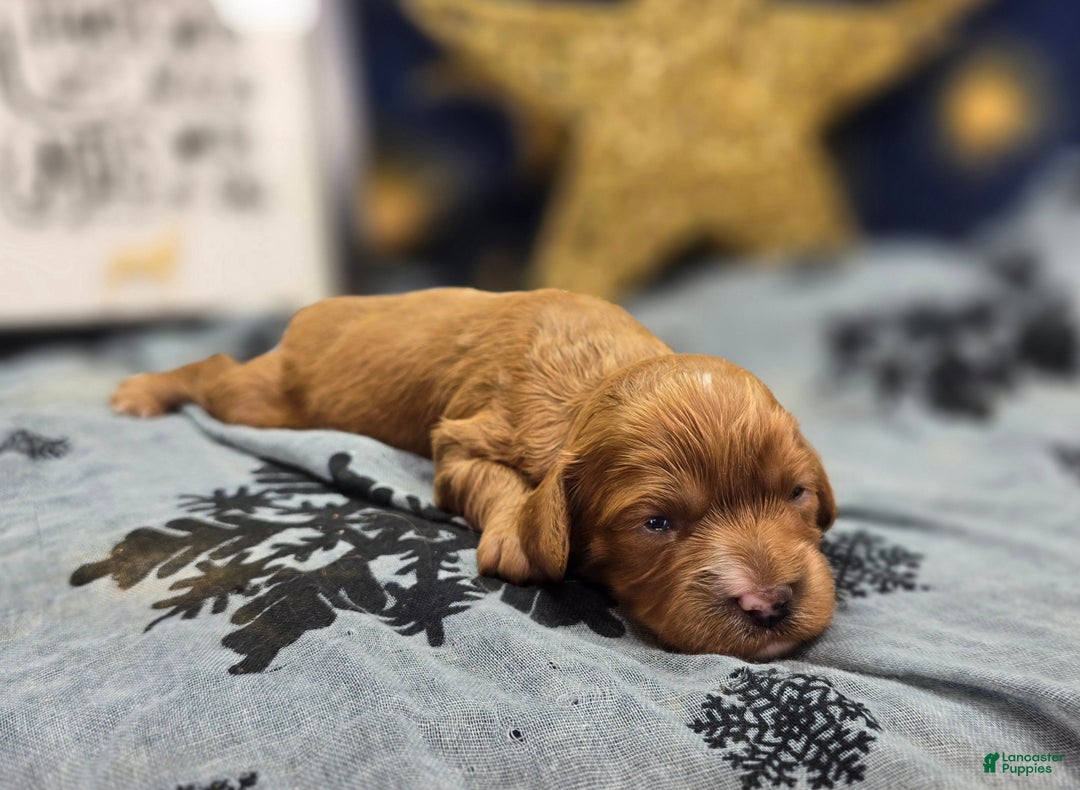 Cavapoo dogs for sale: Mittens - Ad 2