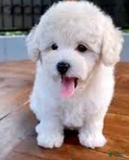 Toy Poodle dogs Toy Poodle Puppy 1 - Ad 27