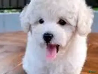 Toy Poodle dogs Toy Poodle Puppy 1 - Ad 27
