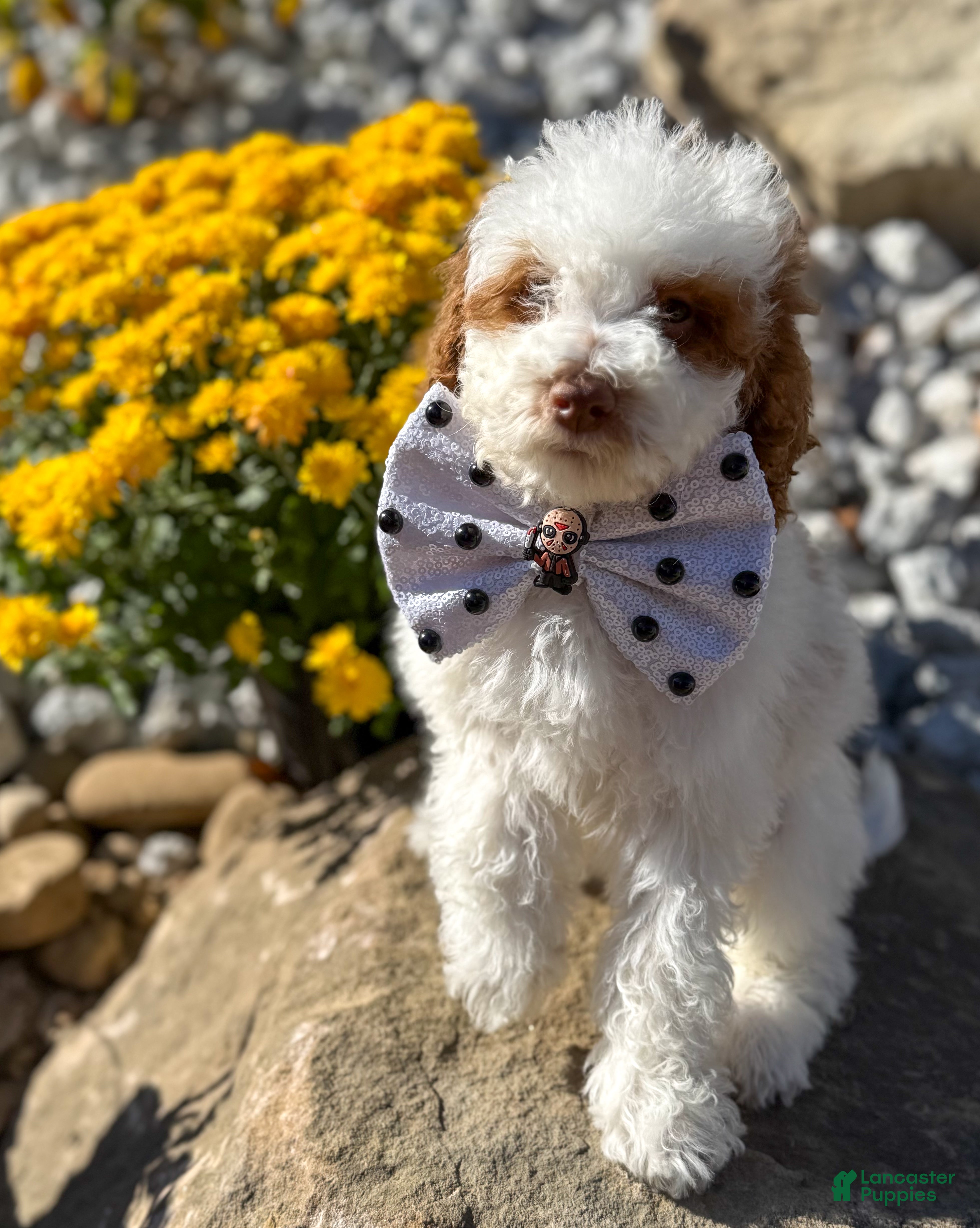 Goldendoodle dogs for sale: Sneezy - Ad 1