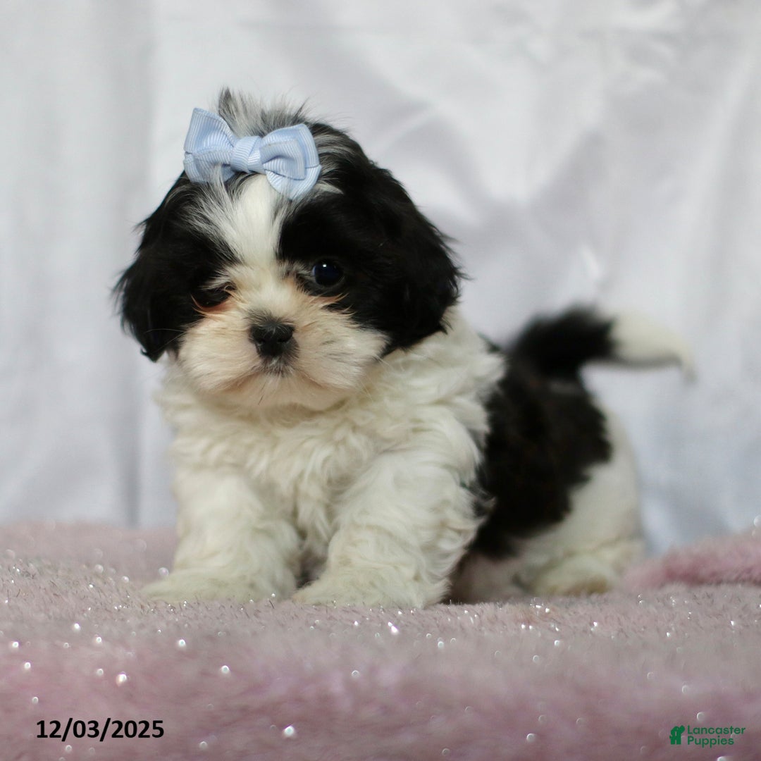 Shih Tzu dogs for sale: Janet - Ad 4