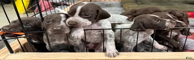 German Shorthaired Pointer Puppy 5